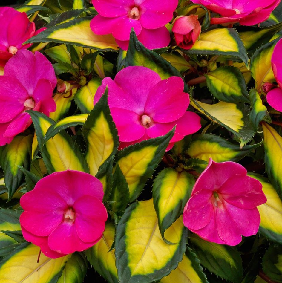 SUNPATIENS TROPICAL ROSE