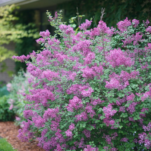 Syringa x 'Bloomerang® Dark Purple'