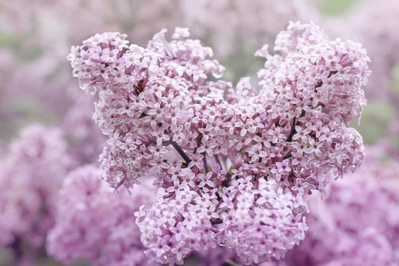 SYRINGA MEYERI 'PALIBIN'
