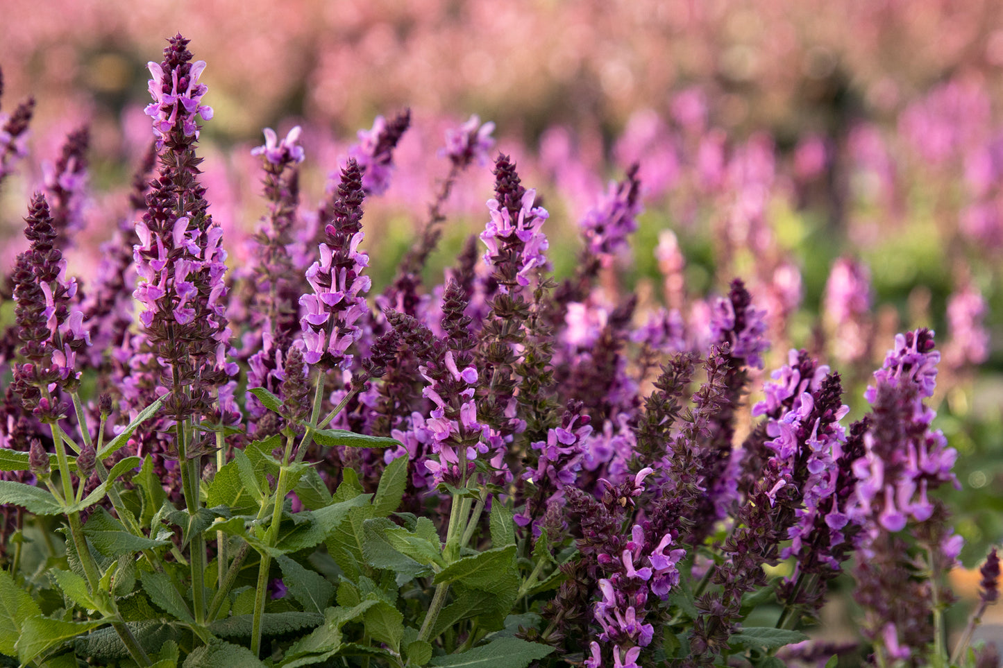 Salvia 'Rose Marvel'