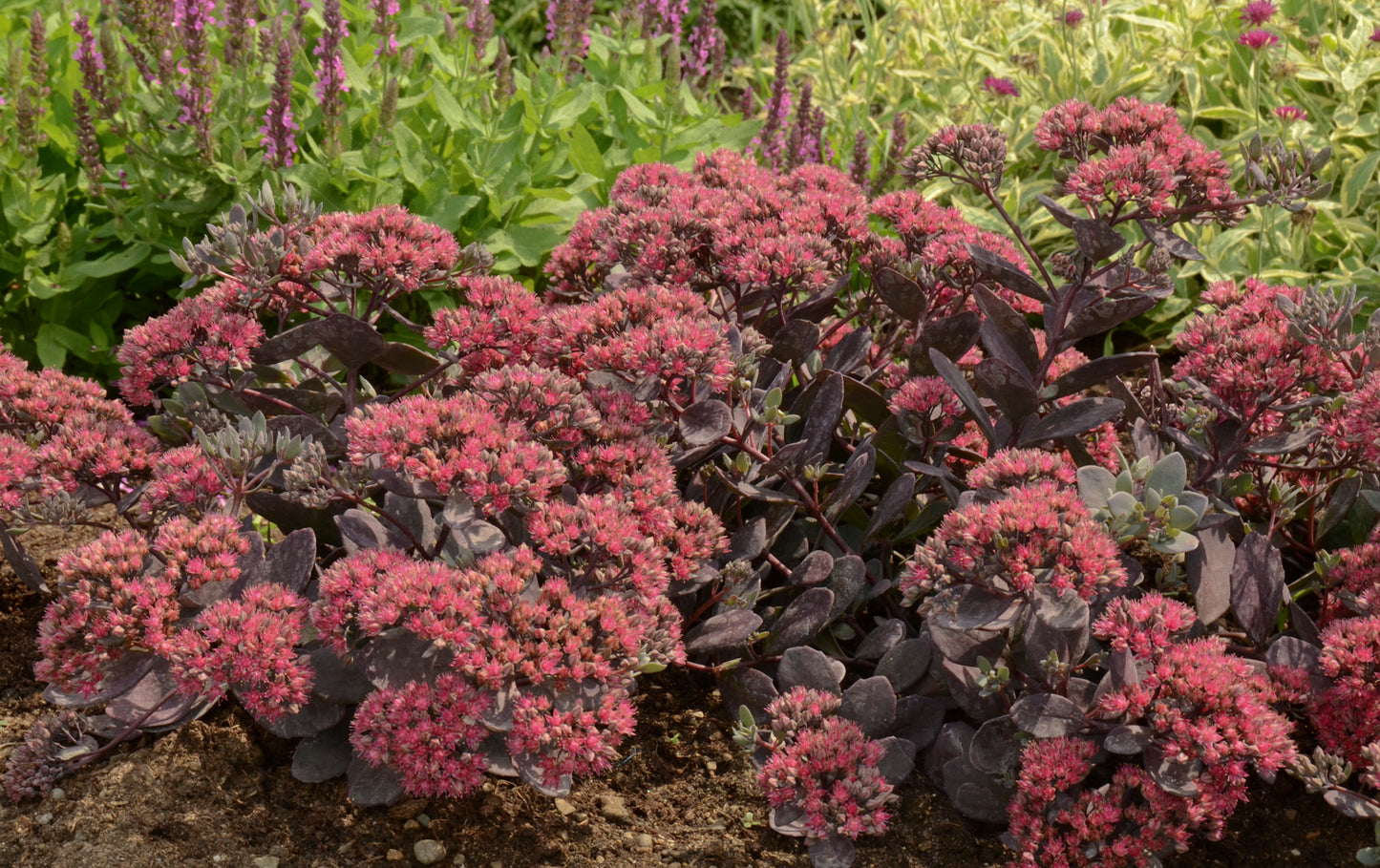 SEDUM 'DAZZLEBERRY'
