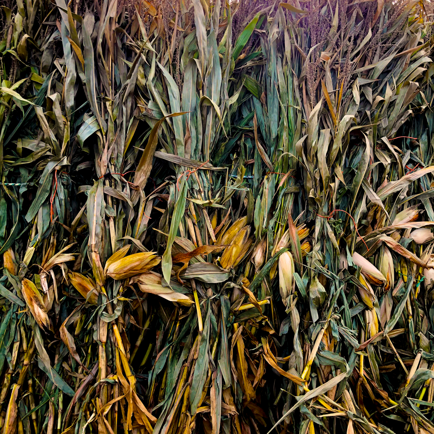 Corn Stalks