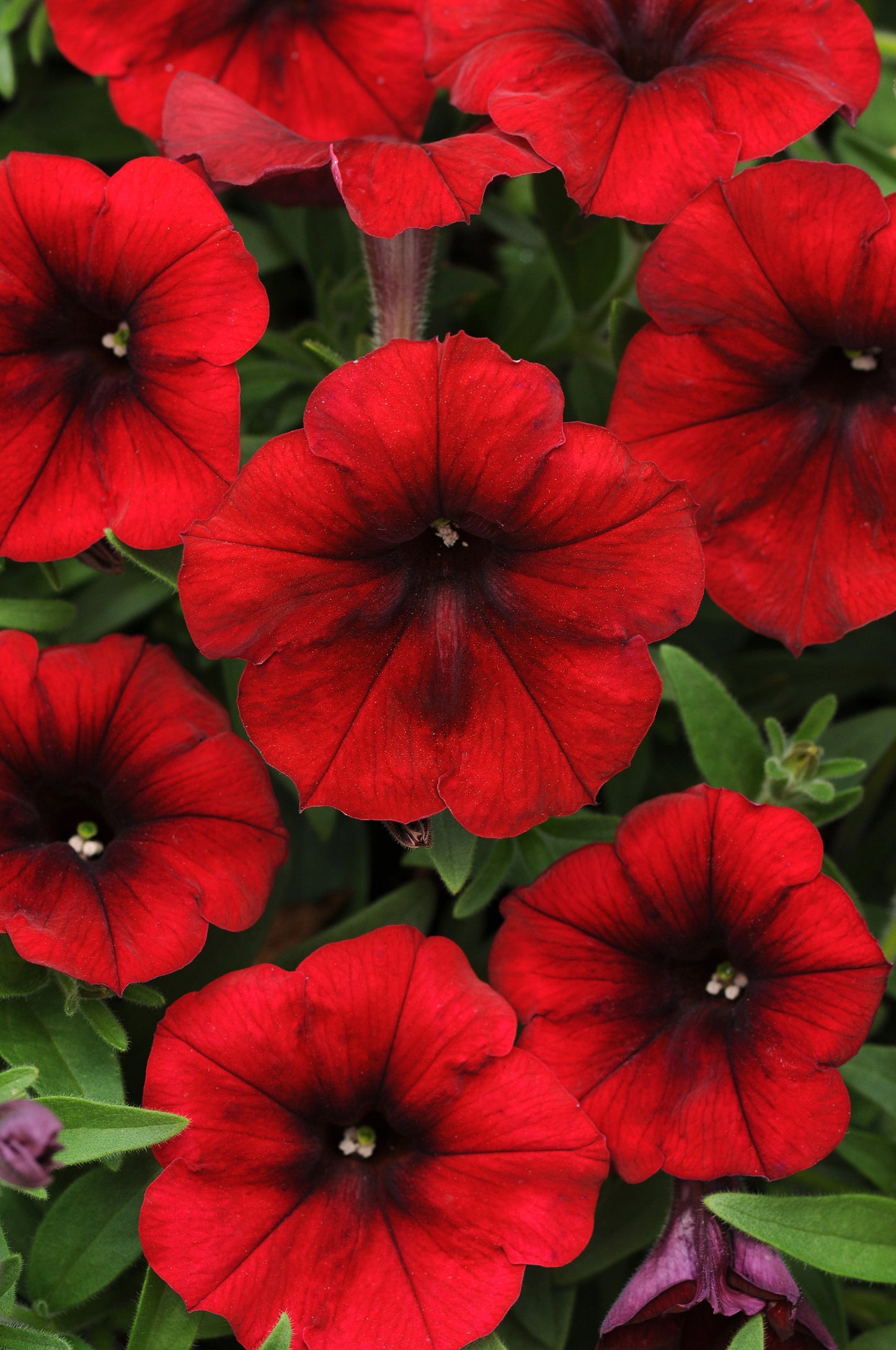 PETUNIA EASY WAVE RED VELOUR
