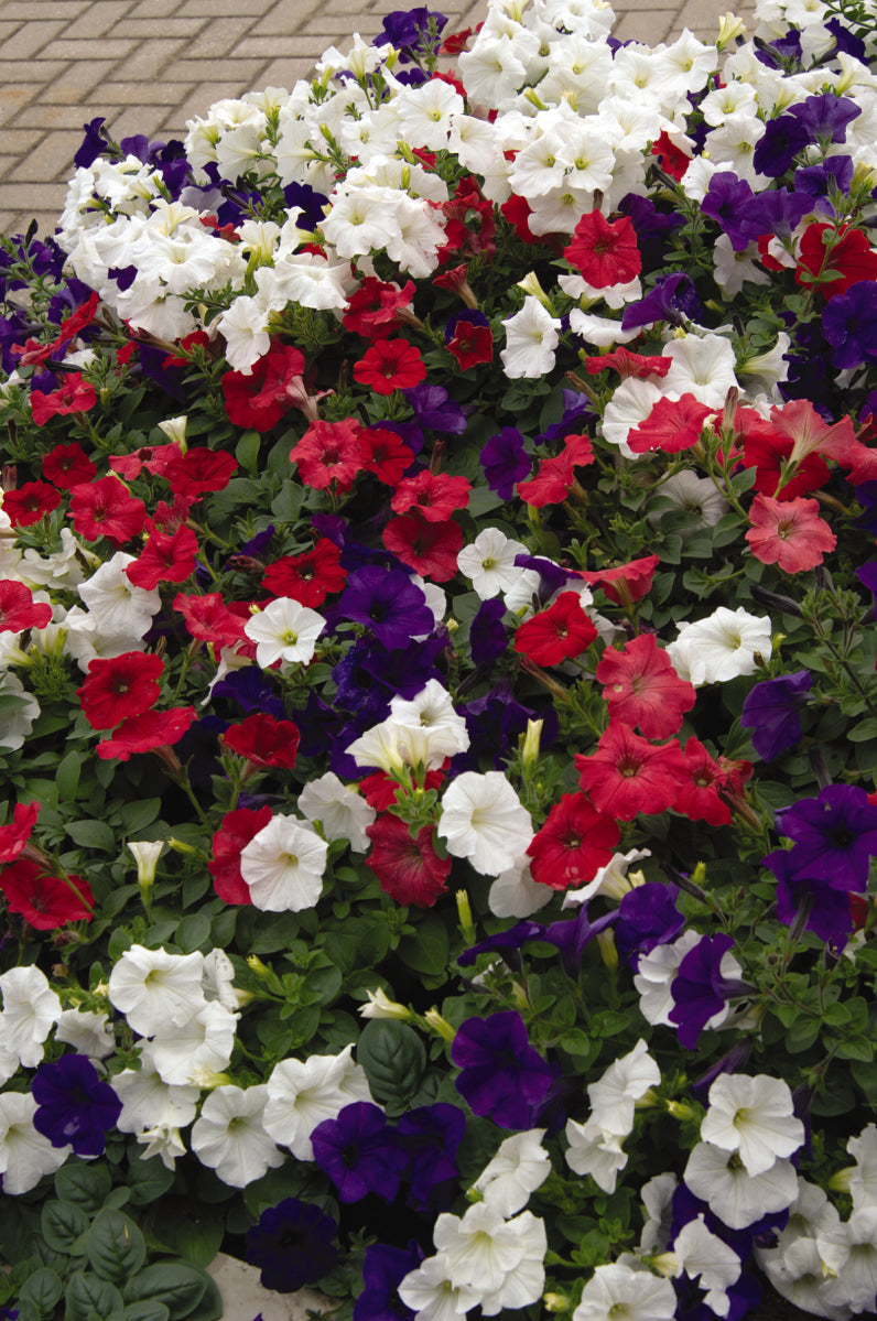 PETUNIA EASY WAVE FLAG MIX