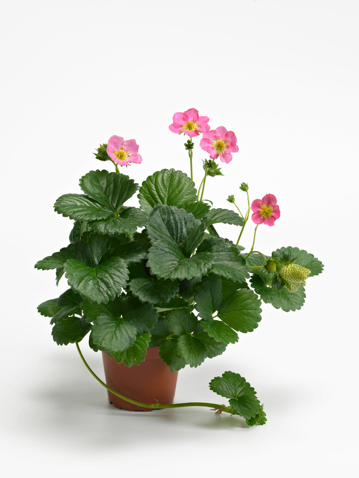 STRAWBERRY BERRI BASKET HOT PINK - 4" POT