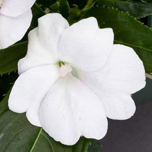 SUNPATIENS COMPACT WHITE