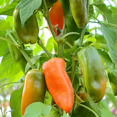 PEPPER SWEETIE ORANGE - 4" POT