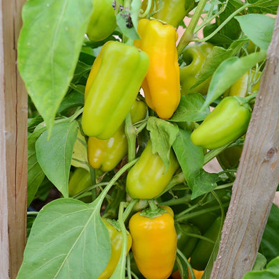 PEPPER SWEETIE YELLOW - 4" POT