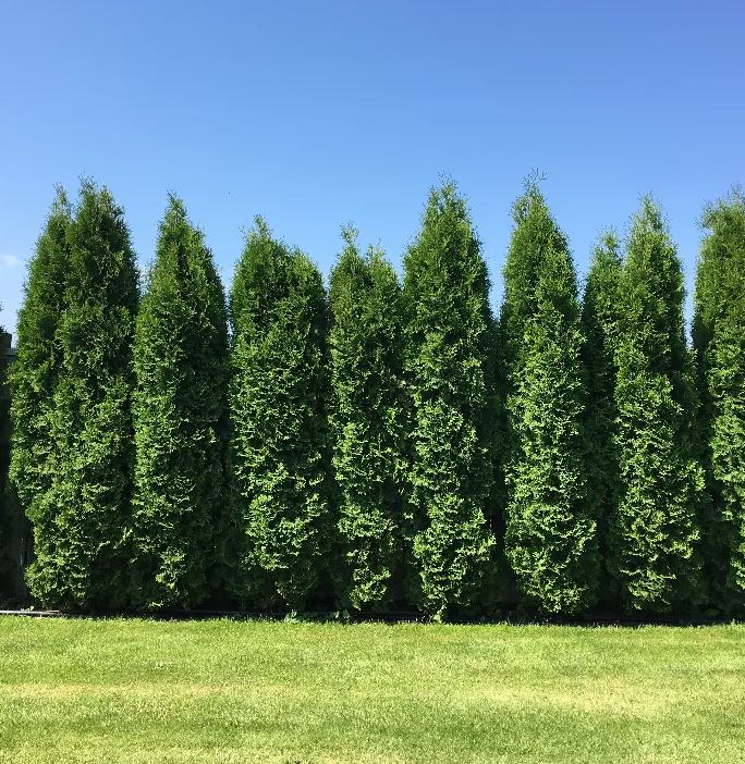 Thuja plicata 'Green Giant'
