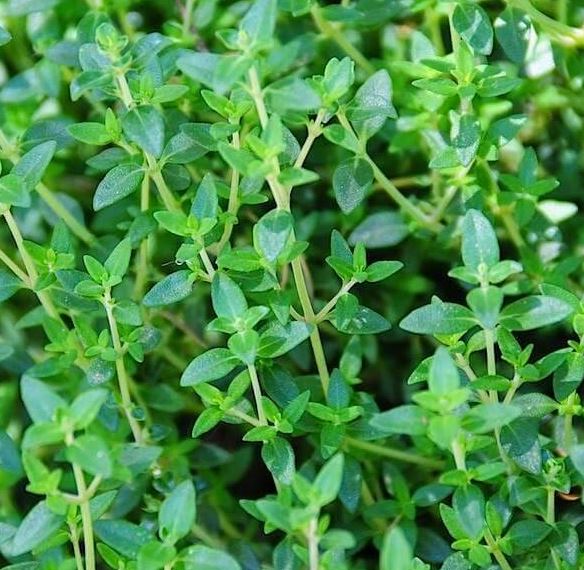 THYMUS VULGARIS GARDEN, COMMON THYME