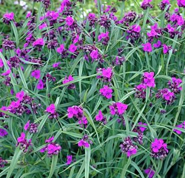 Tradescantia 'Concord Grape'