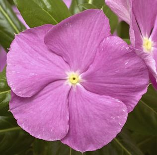 PERIWINKLE VINCA CORA CASCADE LAVENDER EYE