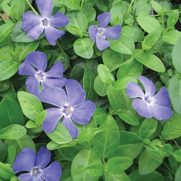 Vinca m. 'Bowles'