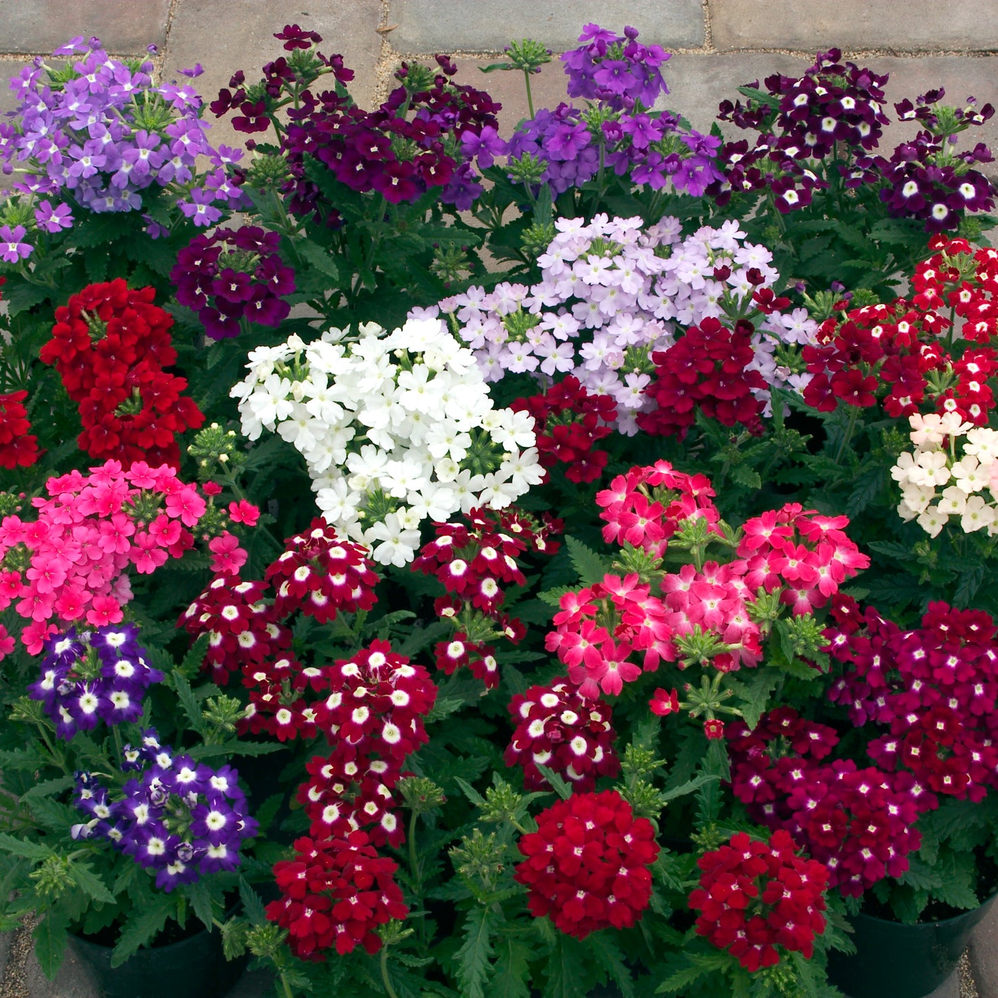 VERBENA OBSESSION MIX