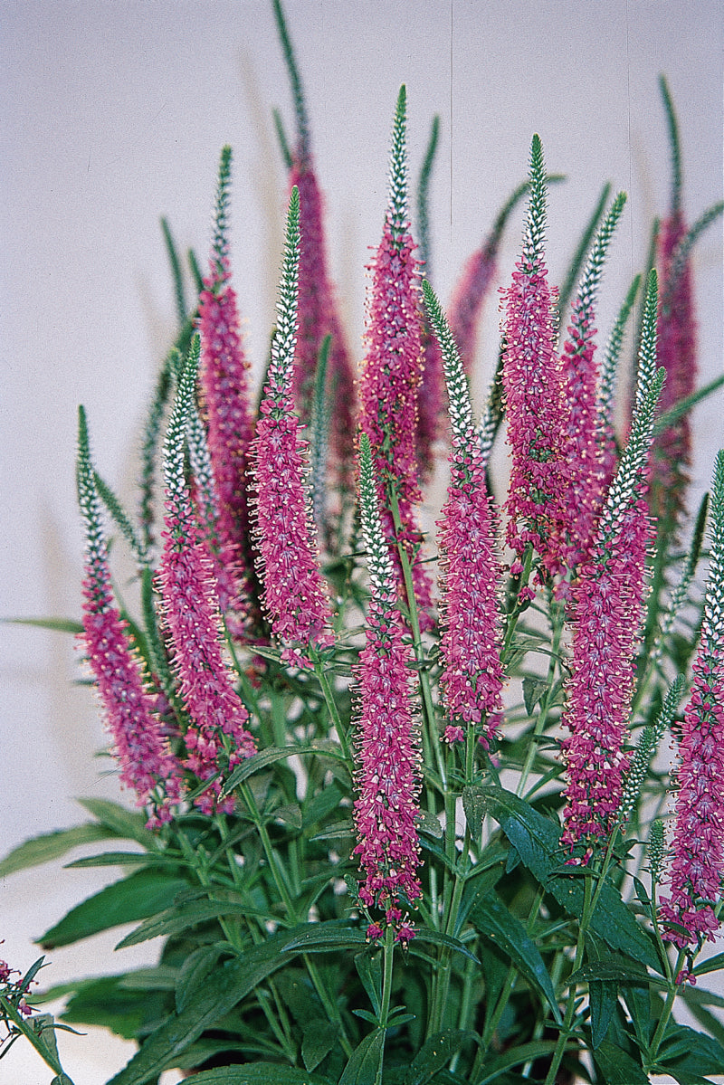 Veronica 'Red Fox'