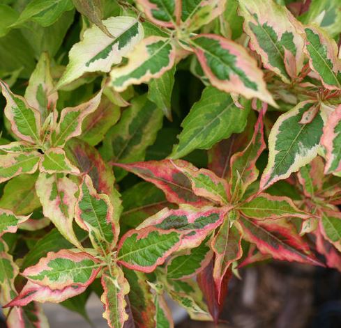 Weigela 'My Monet Sunset'