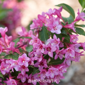 Weigela 'Pink Reblooming'