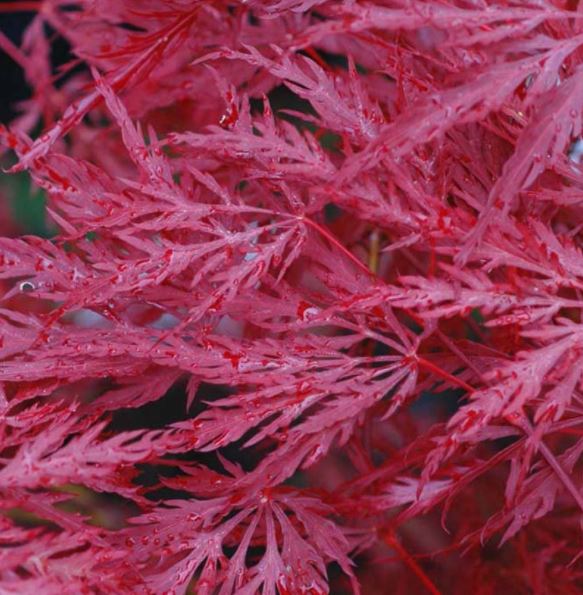 Acer p.d. 'Inaba shidare'