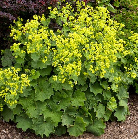 ALCHEMILLA GOLD STRIKE LADY'S MANTLE