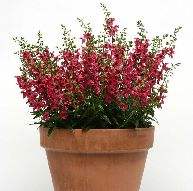 ANGELONIA ARCHANGEL CHERRY RED
