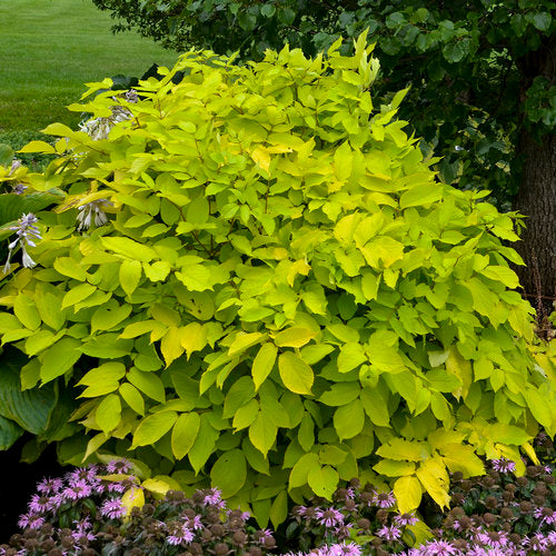 Aralia c. 'Sun King'