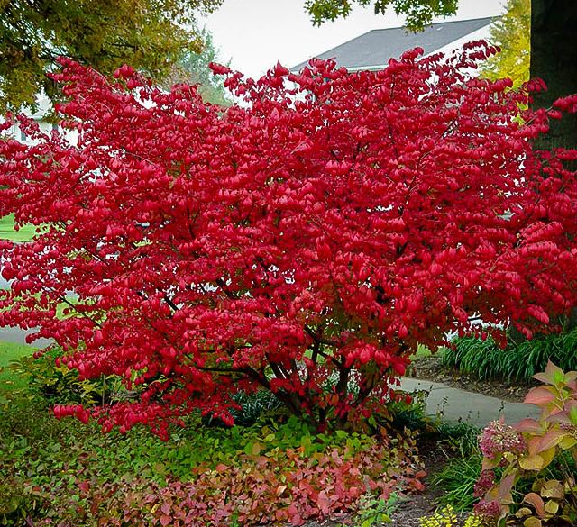 Aronia arb. 'Brilliantissima'