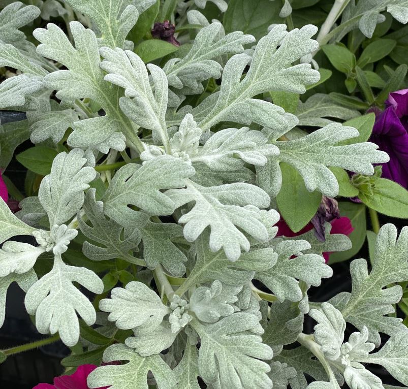 ARTEMISIA SEA SALT 4" POT Deneweth's Garden Center