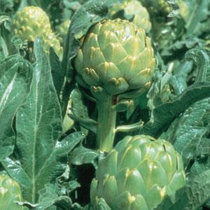 ARTICHOKE IMPERIAL STAR - FLAT OF 32 PLANTS