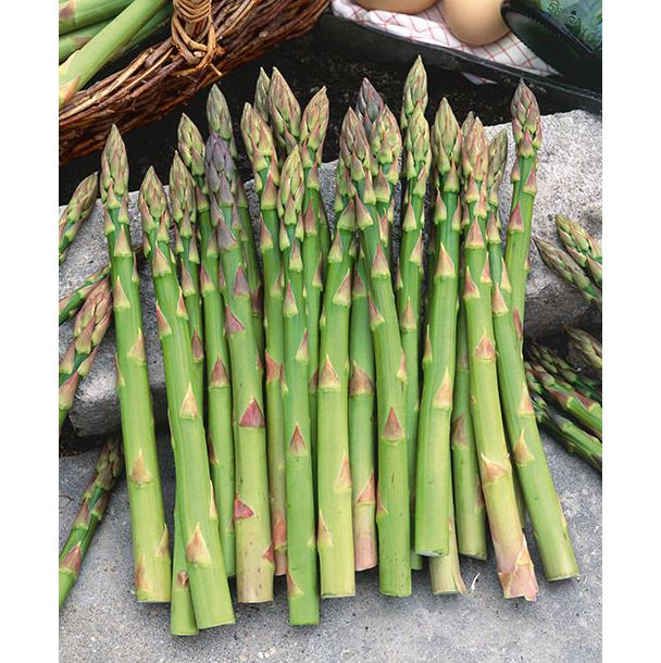 ASPARAGUS MARY WASHINGTON - QUART POT
