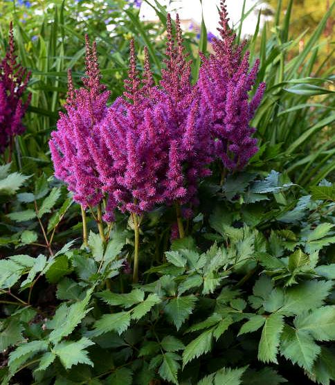 Astilbe 'Little Vision in Purple'
