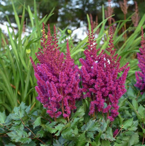 Astilbe 'Vision in Red'