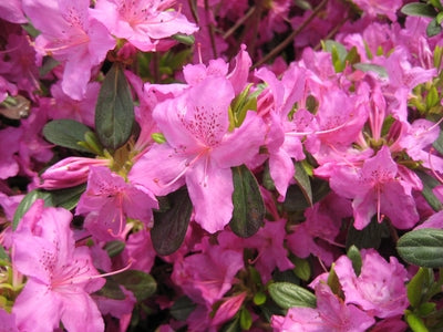 Azalea 'Karen'