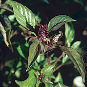 BASIL LICORICE OCIMUM BASILICUM - 3.5" Pot