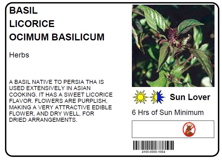 BASIL LICORICE OCIMUM BASILICUM