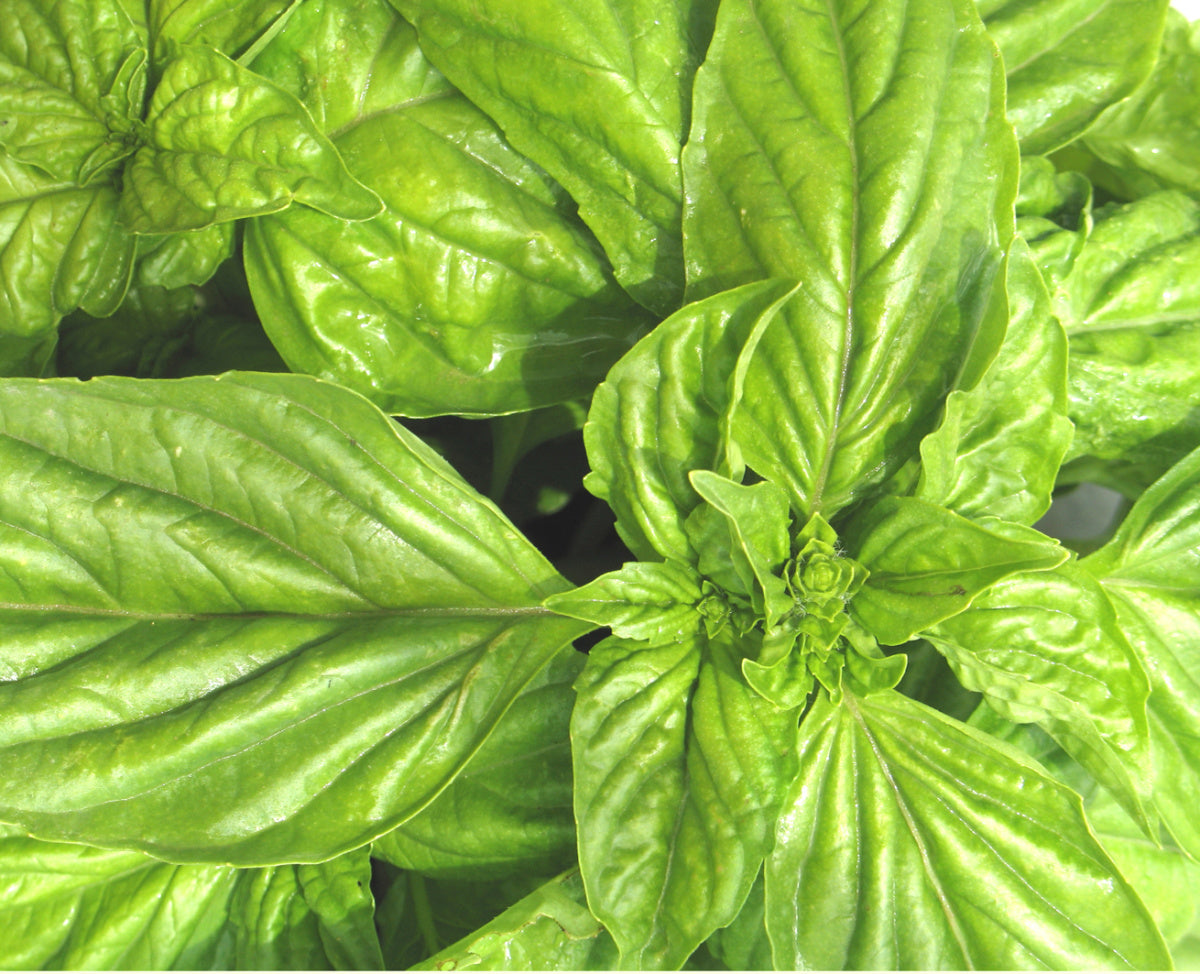 8'' Basil