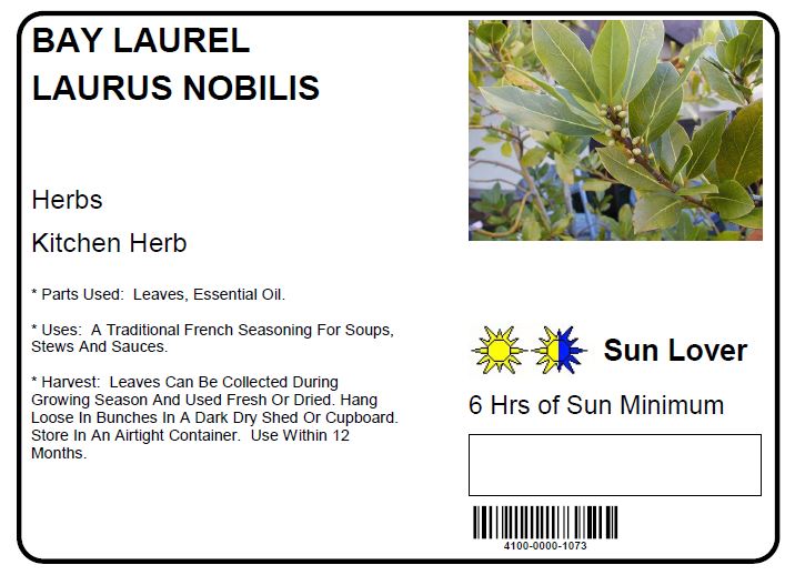 BAY LAUREL LAURUS NOBILIS