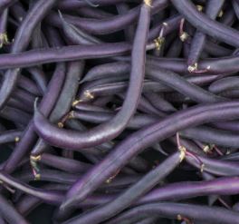 BEAN ROYAL BURGUNDY - FLAT OF 32 PLANTS