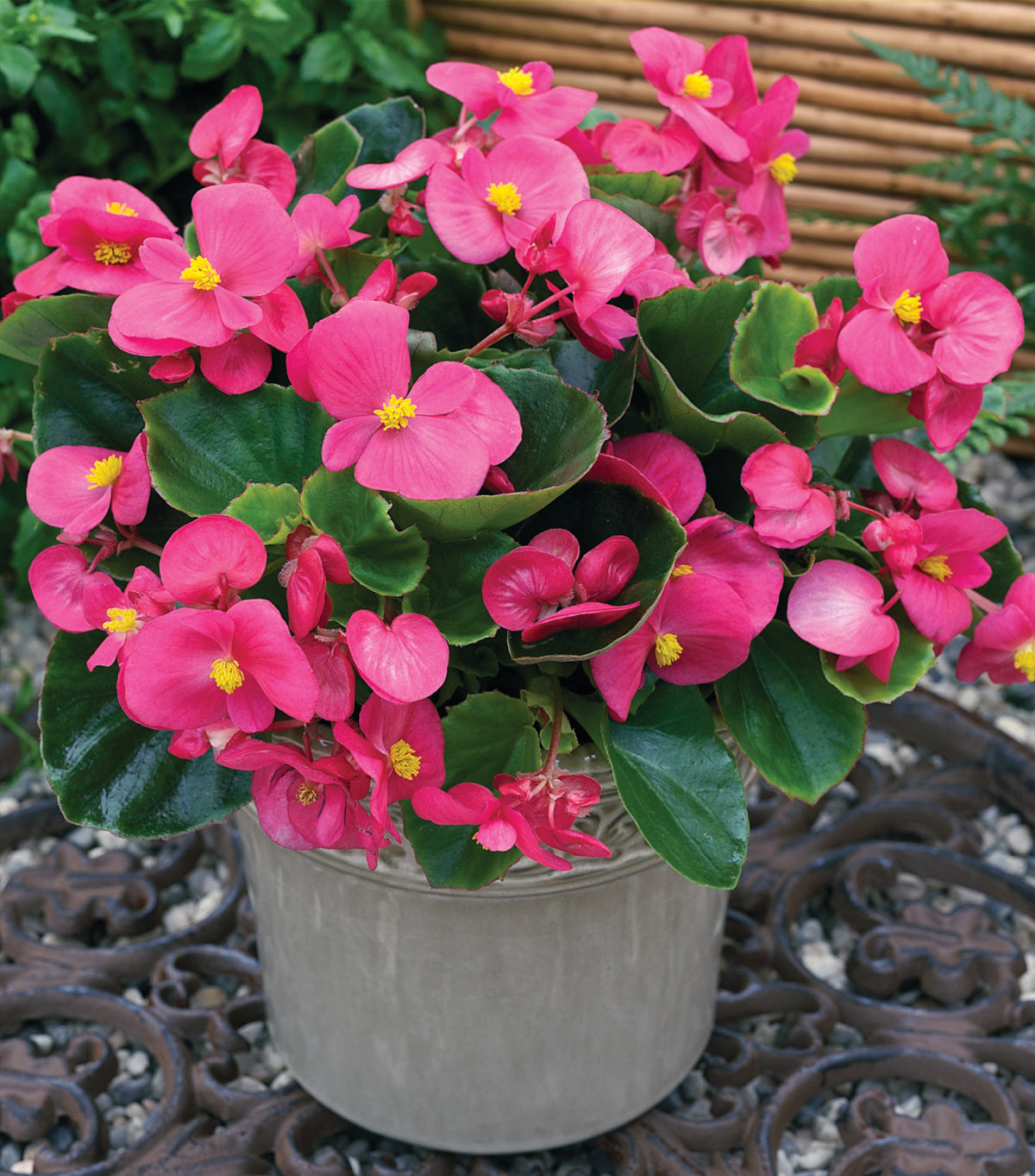 BEGONIA BADA BING ROSE - 8" HANGING BASKET