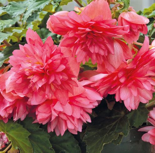 BEGONIA FUNKY PINK