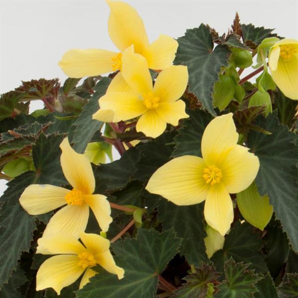 BEGONIA MISTRAL YELLOW - 10'' HANGING BASKET