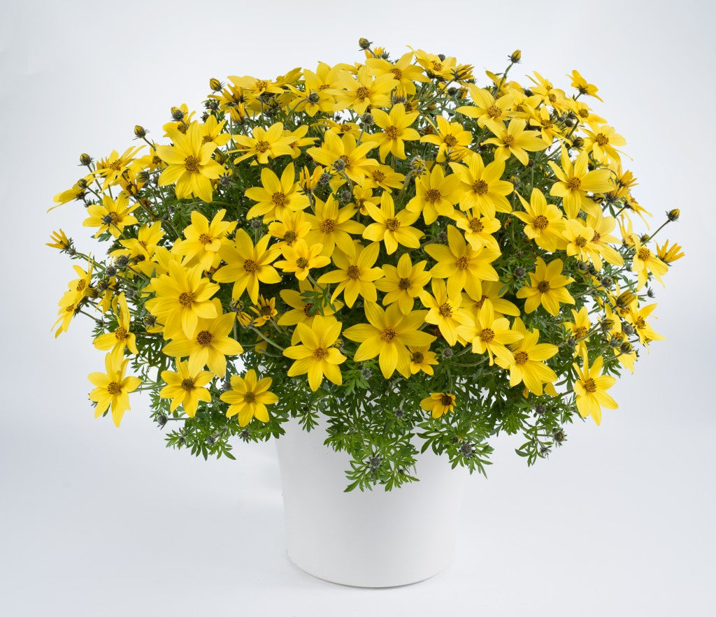 BIDENS MEGA CHARM