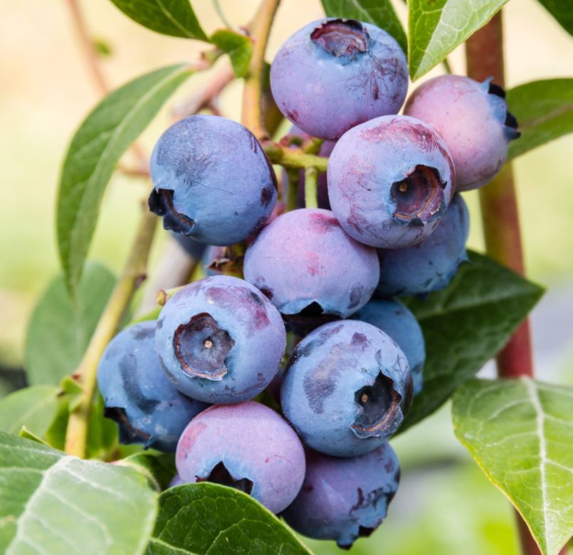 VACCINIUM 'PATRIOT'