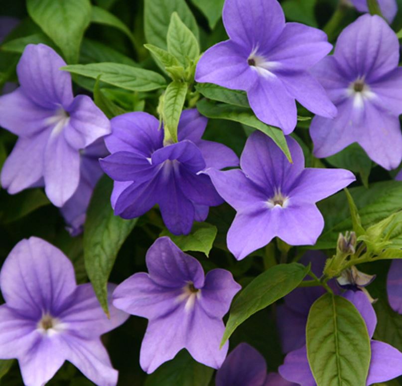BROWALLIA ENDLESS ILLUMINATION BLUE - 8'' HANGING BASKET