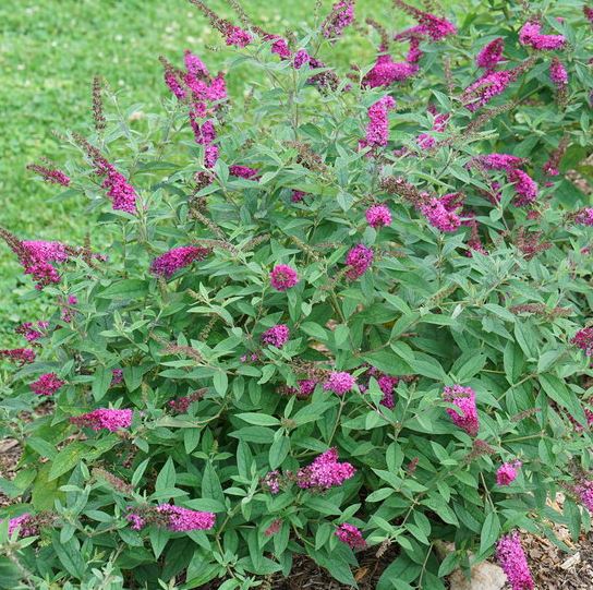 BUDDLEIA LO-BEHOLD RUBY CHIP® PW