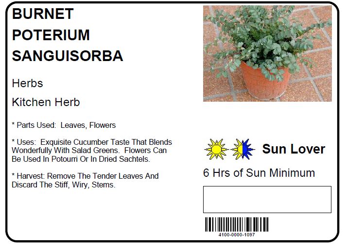 BURNET POTERIUM SANGUISORBA