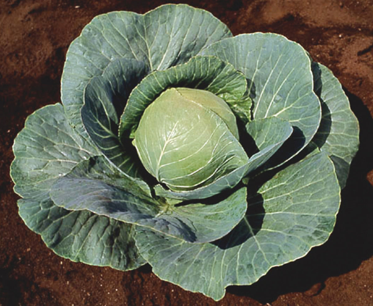 CABBAGE STONEHEAD - FLAT OF 32 PLANTS