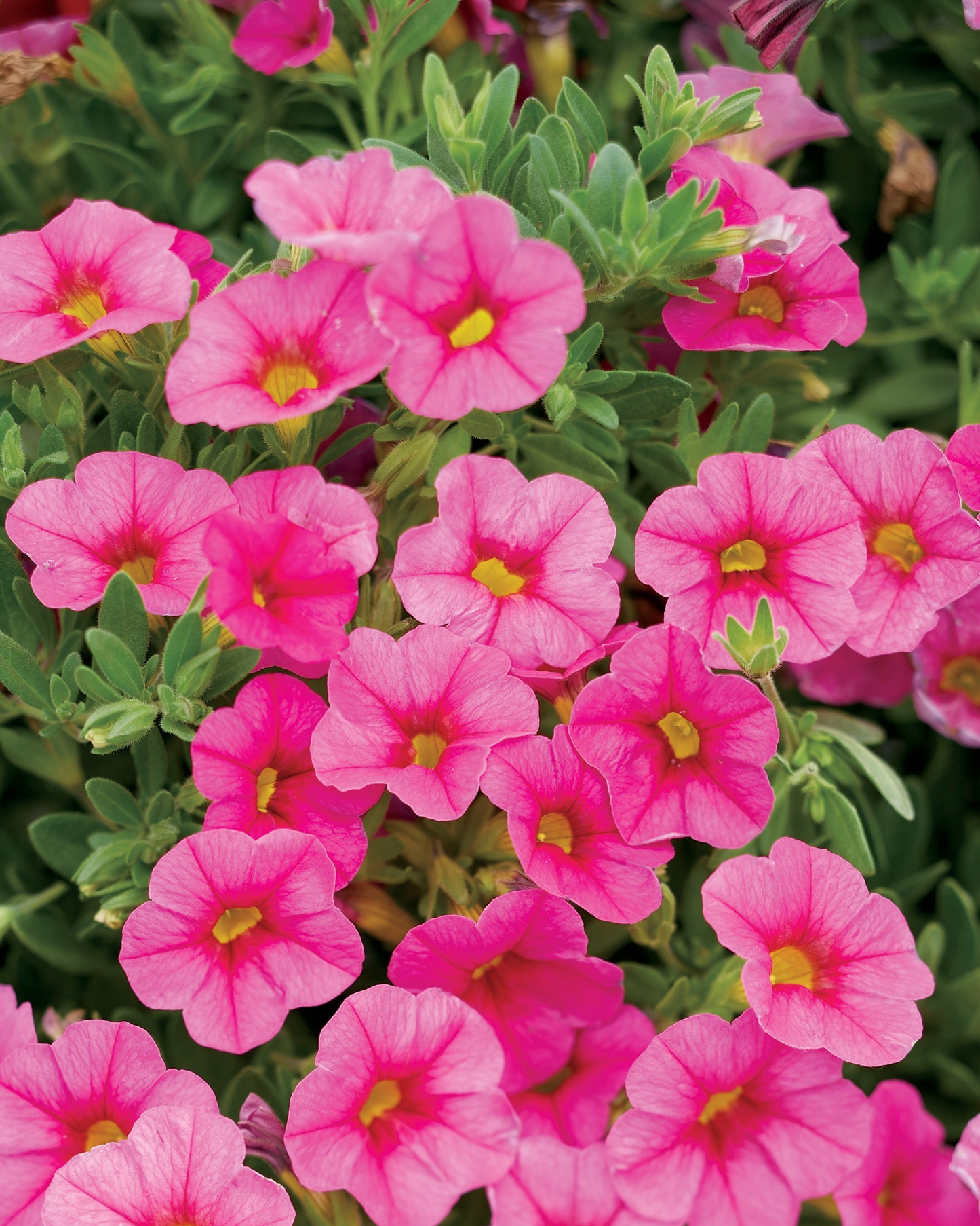 CALIBRACHOA SUPERBELLS PINK - 10" HANGING BASKET