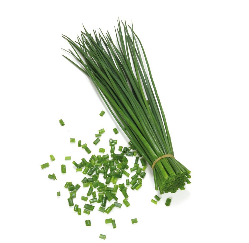 CHIVES ALLIUM SCHOENOPRASUM