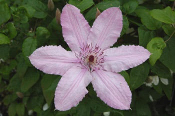 Clematis 'Hagley Hybrid'