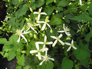 Clematis paniculata (vine)